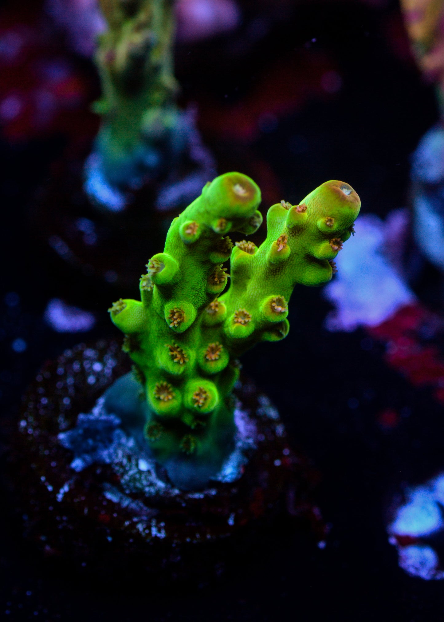 Close-up of vibrant purple and green coral in an aquarium setting