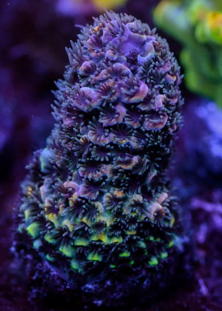 Close-up of vibrant purple and green coral in an aquarium setting