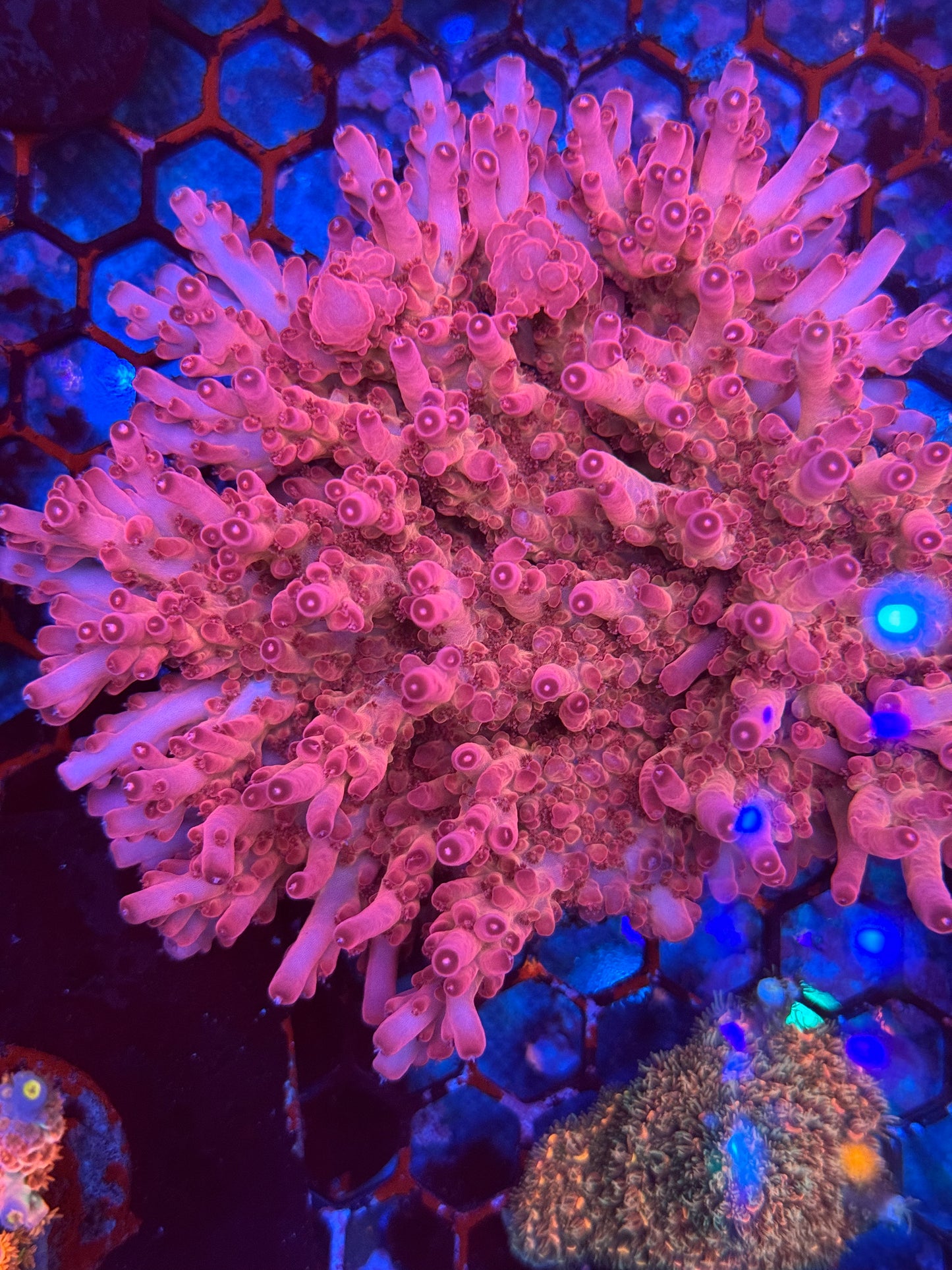 BC Ruby red granulosa