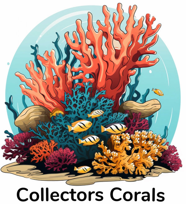 Collectors Corals