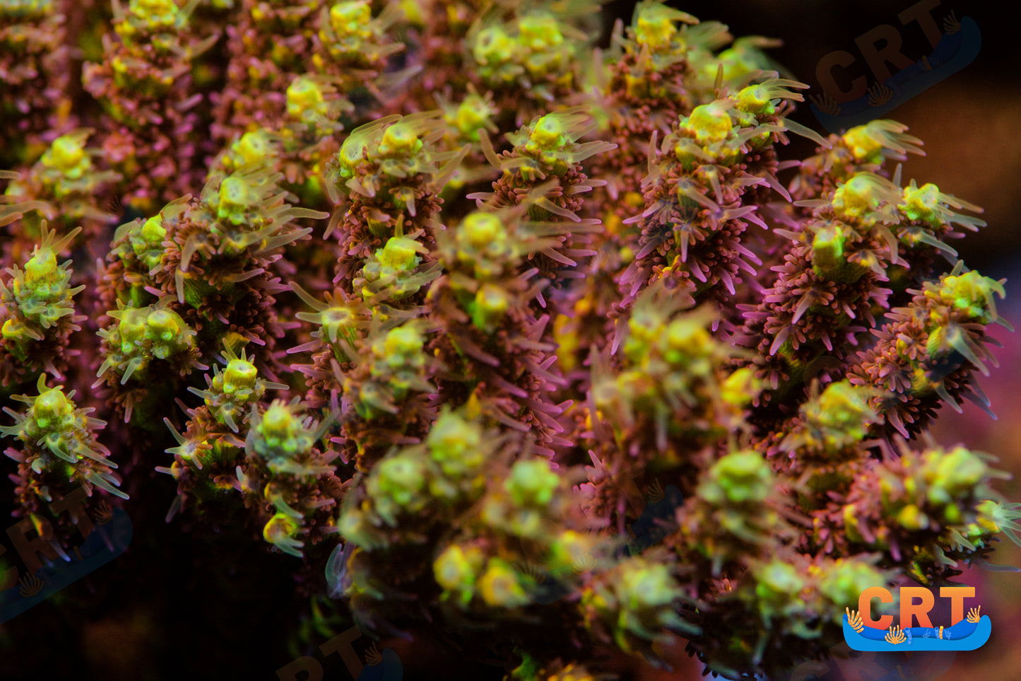 Tyree Pink Lemonade Acropora