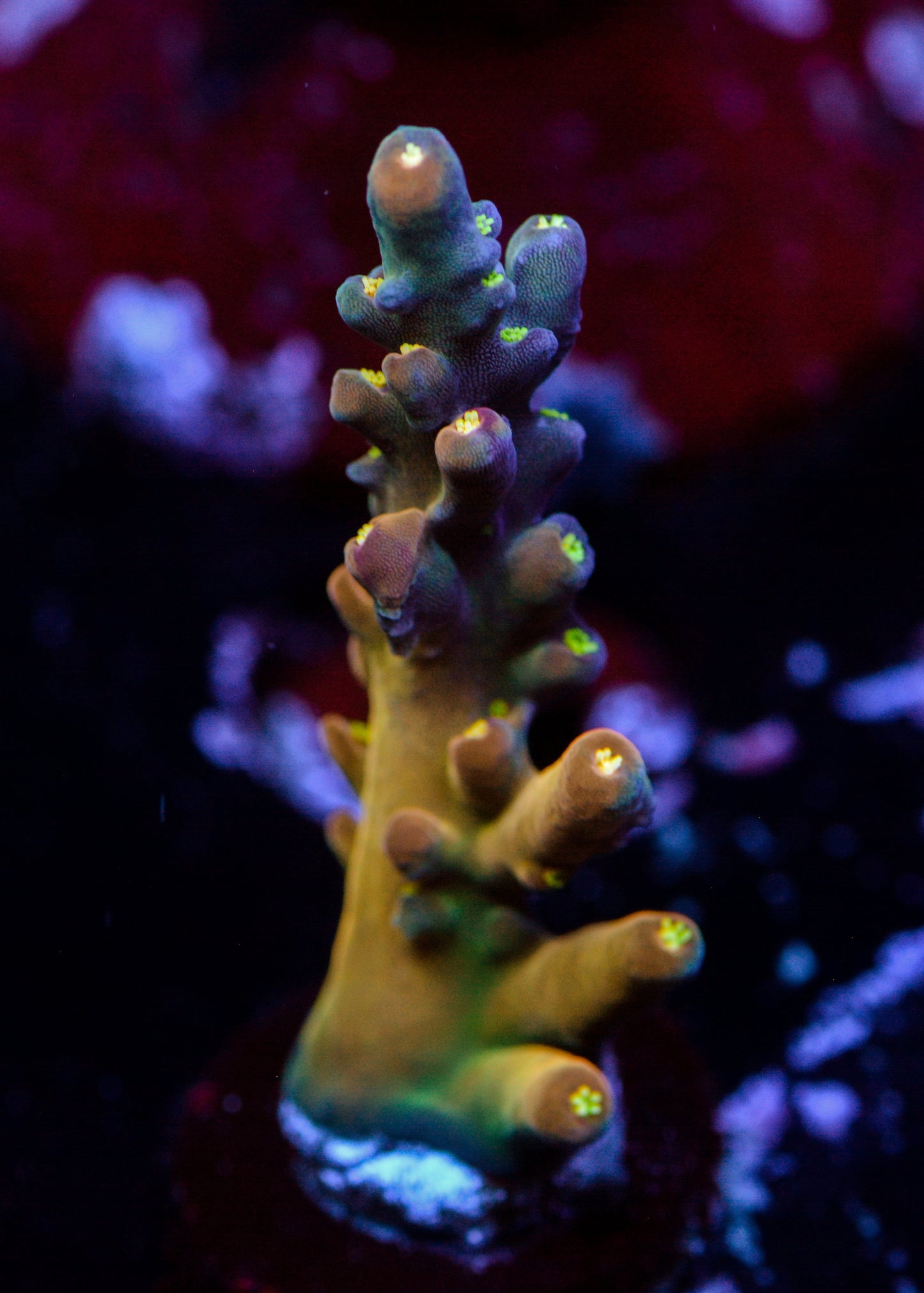 Close-up of vibrant purple and green coral in an aquarium setting