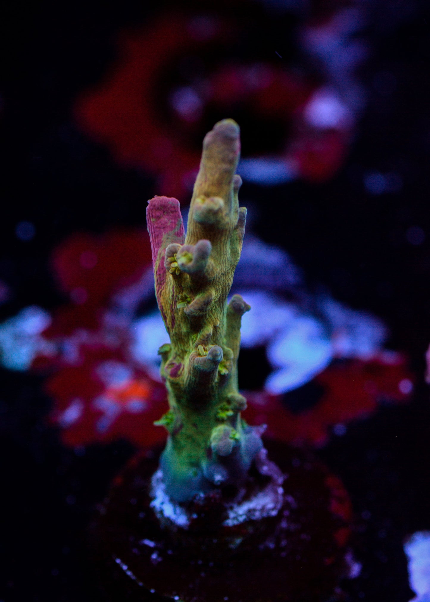 Close-up of vibrant purple and green coral in an aquarium setting