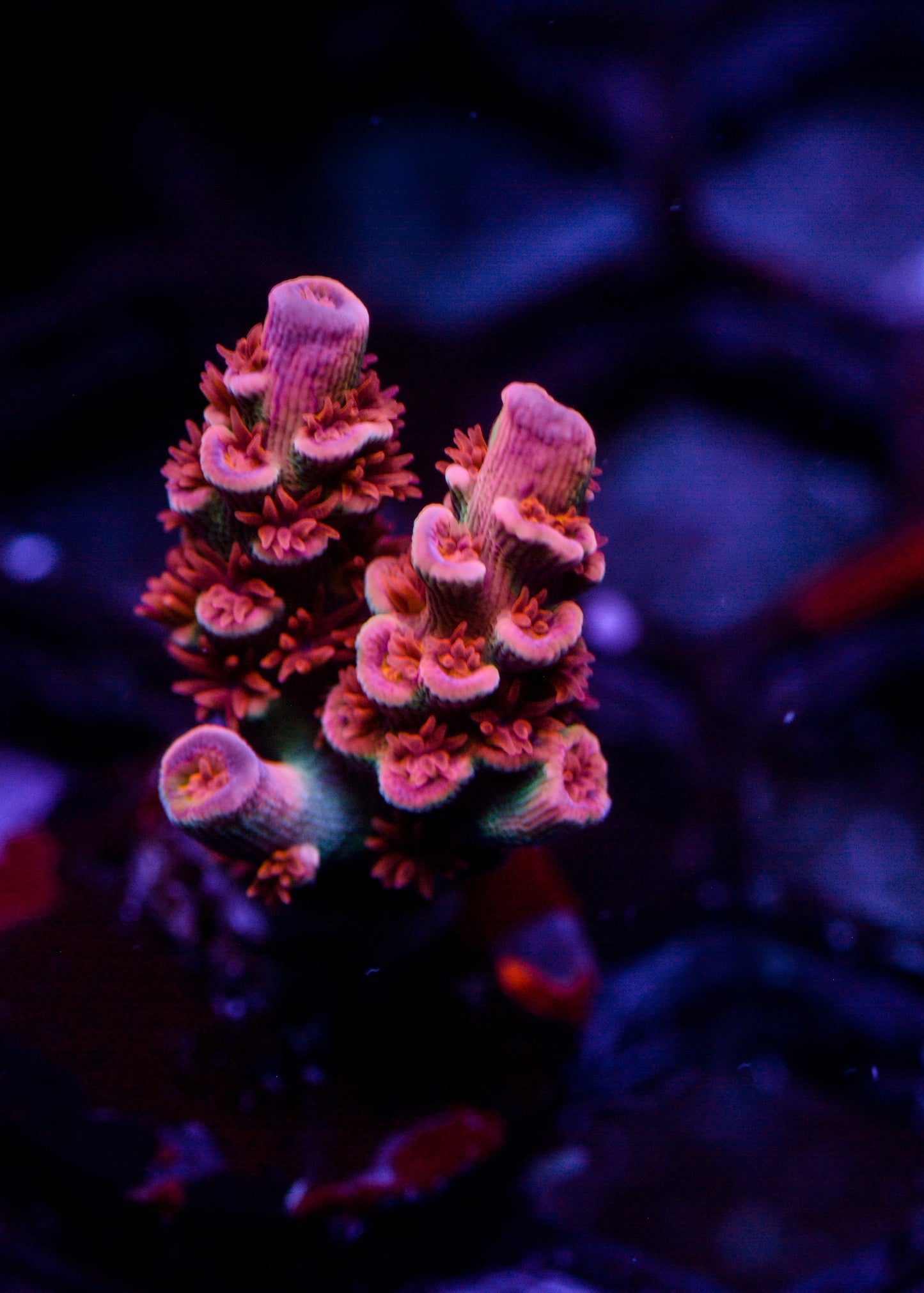 Close-up of vibrant purple and green coral in an aquarium setting