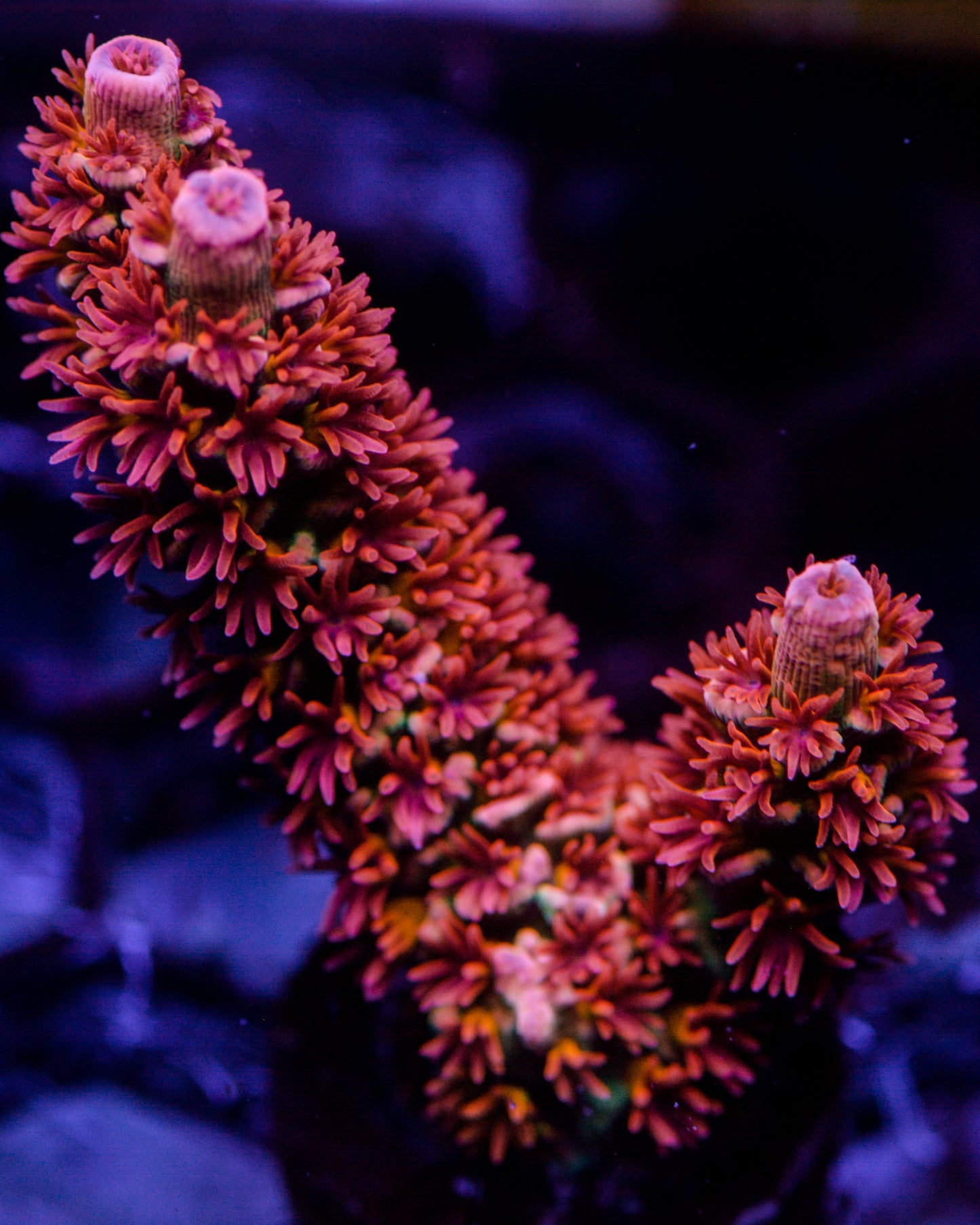 Close-up of vibrant purple and green coral in an aquarium setting
