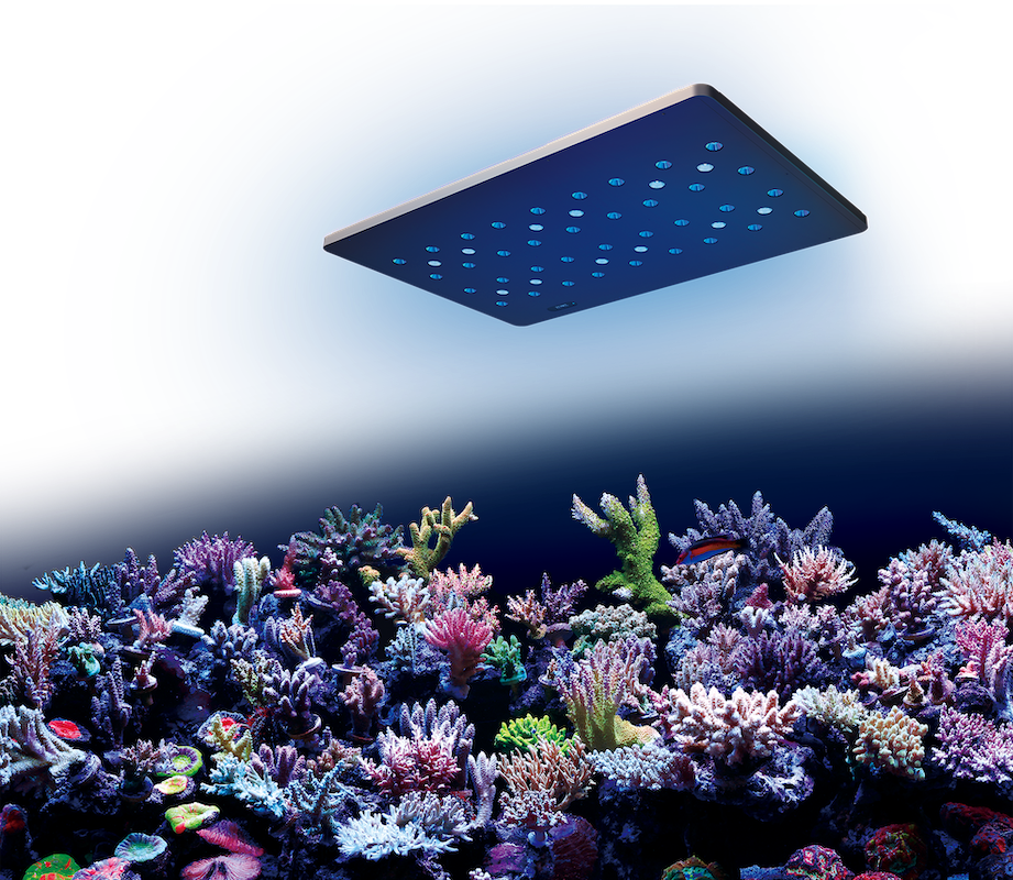ZOOX Phantom – Collectors Corals