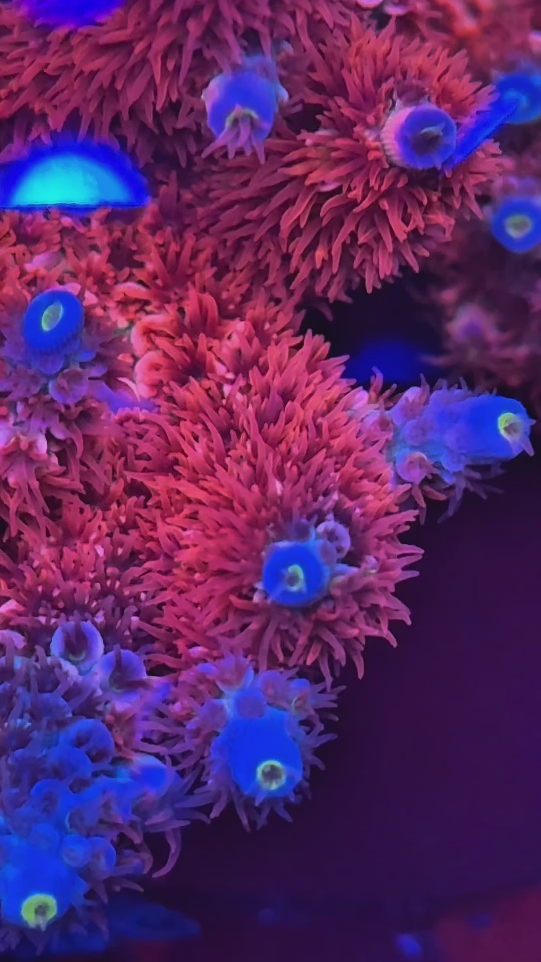 RRA Ultimate Orange Passion – Collectors Corals