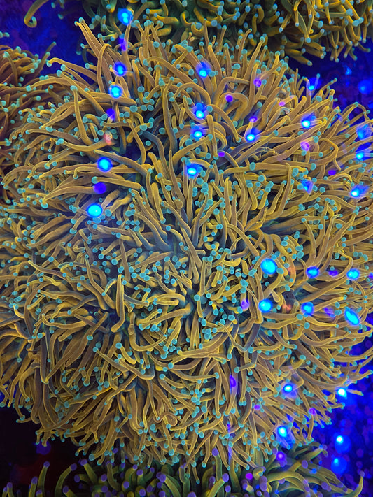 2GC Medusa Holy Grail Torch