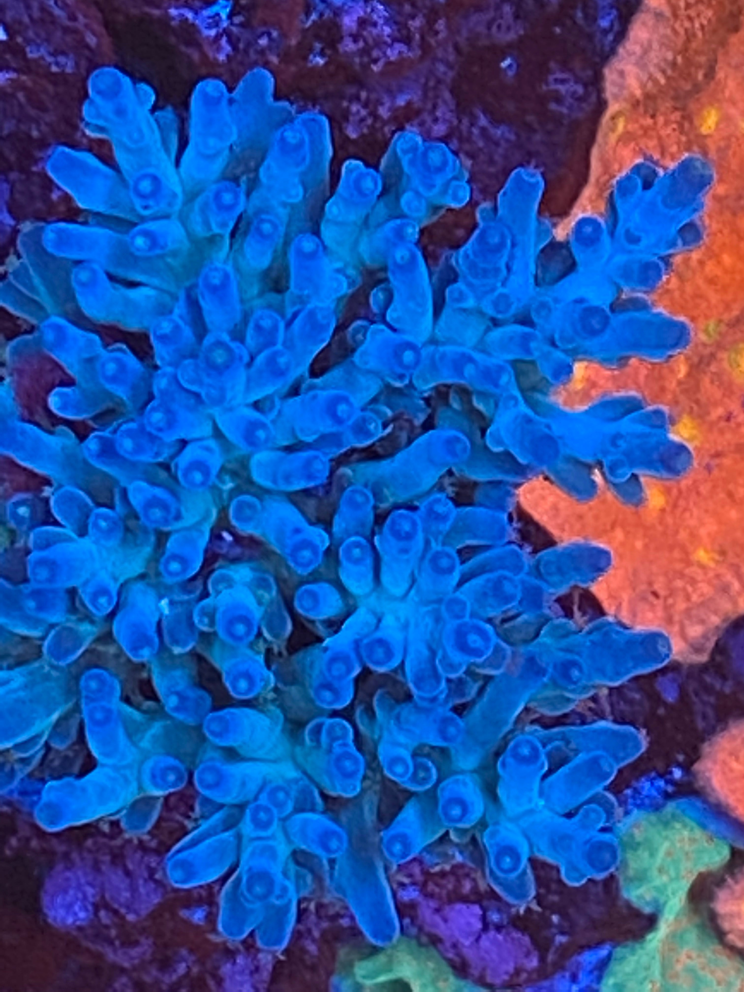az reef monsters Pengs blue monster – Collectors Corals