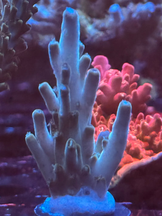 BC Blue polyp granulosa large