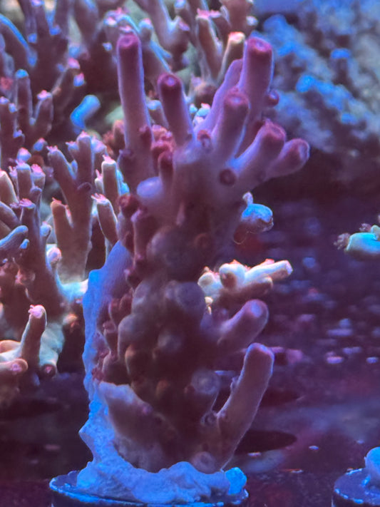 Princess Disastah large frag