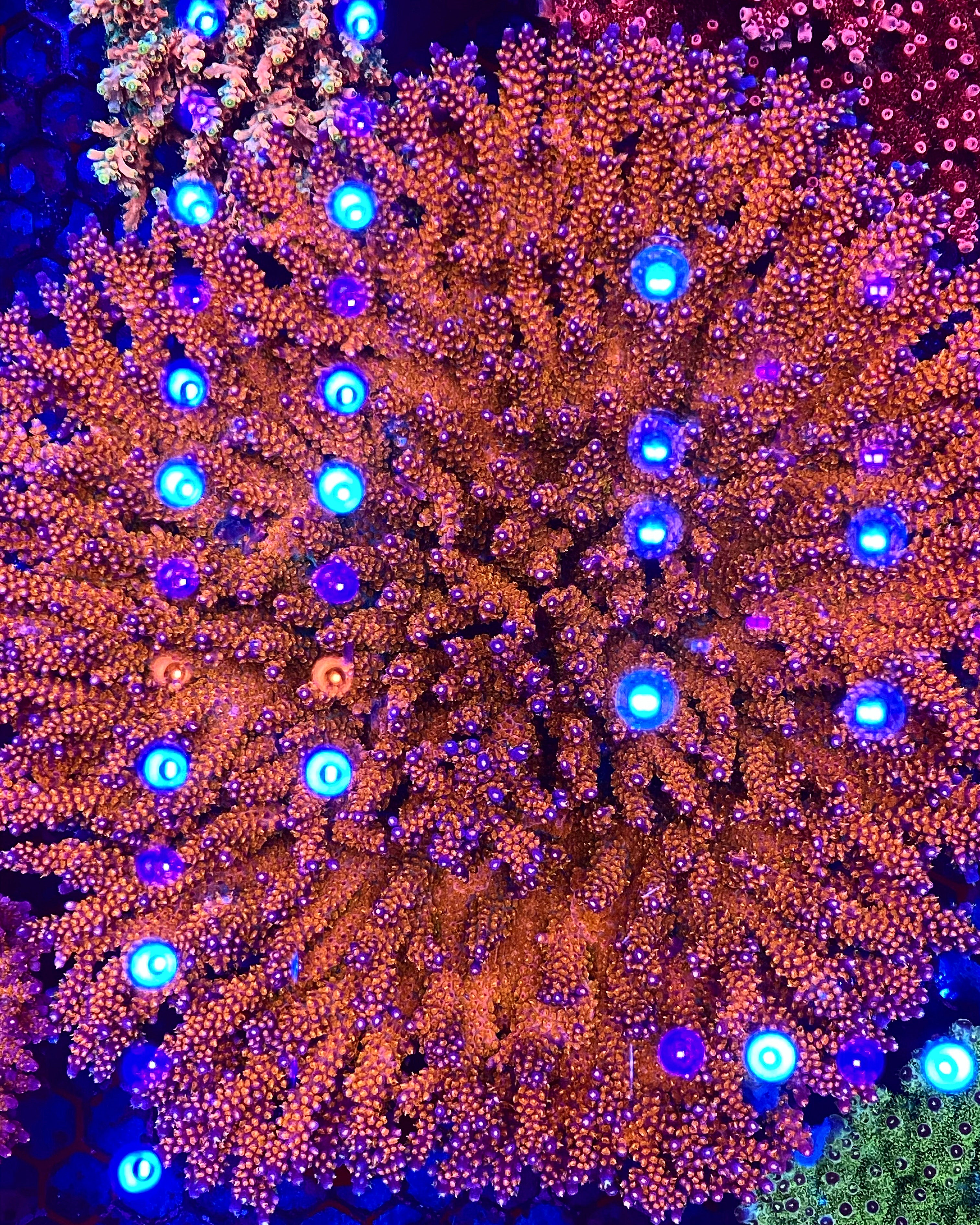 Collectors Corals