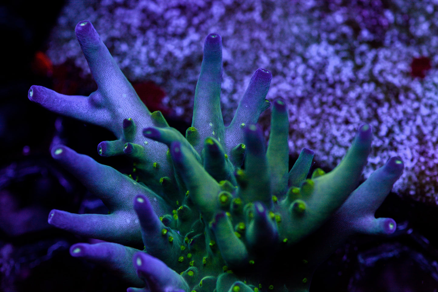 Ari's Avalanche XL Colony