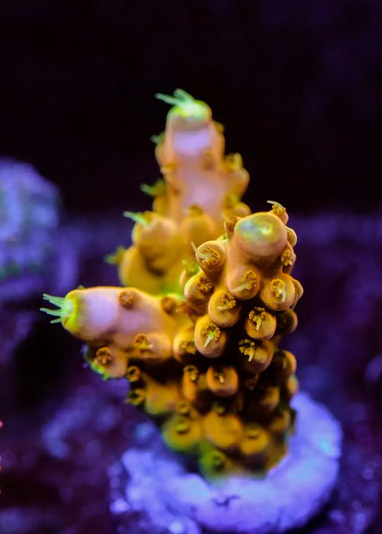 Close-up of vibrant purple and green coral in an aquarium setting