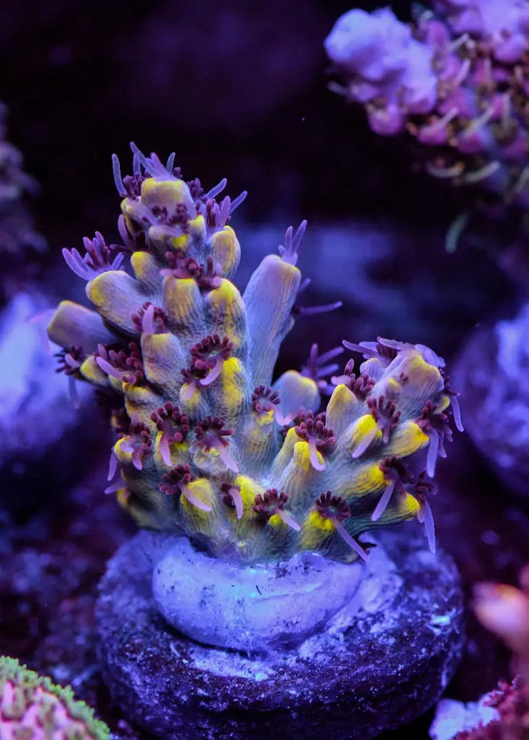 Close-up of vibrant purple and green coral in an aquarium setting