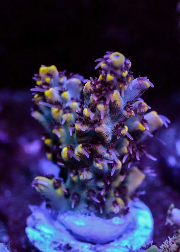 Close-up of vibrant purple and green coral in an aquarium setting