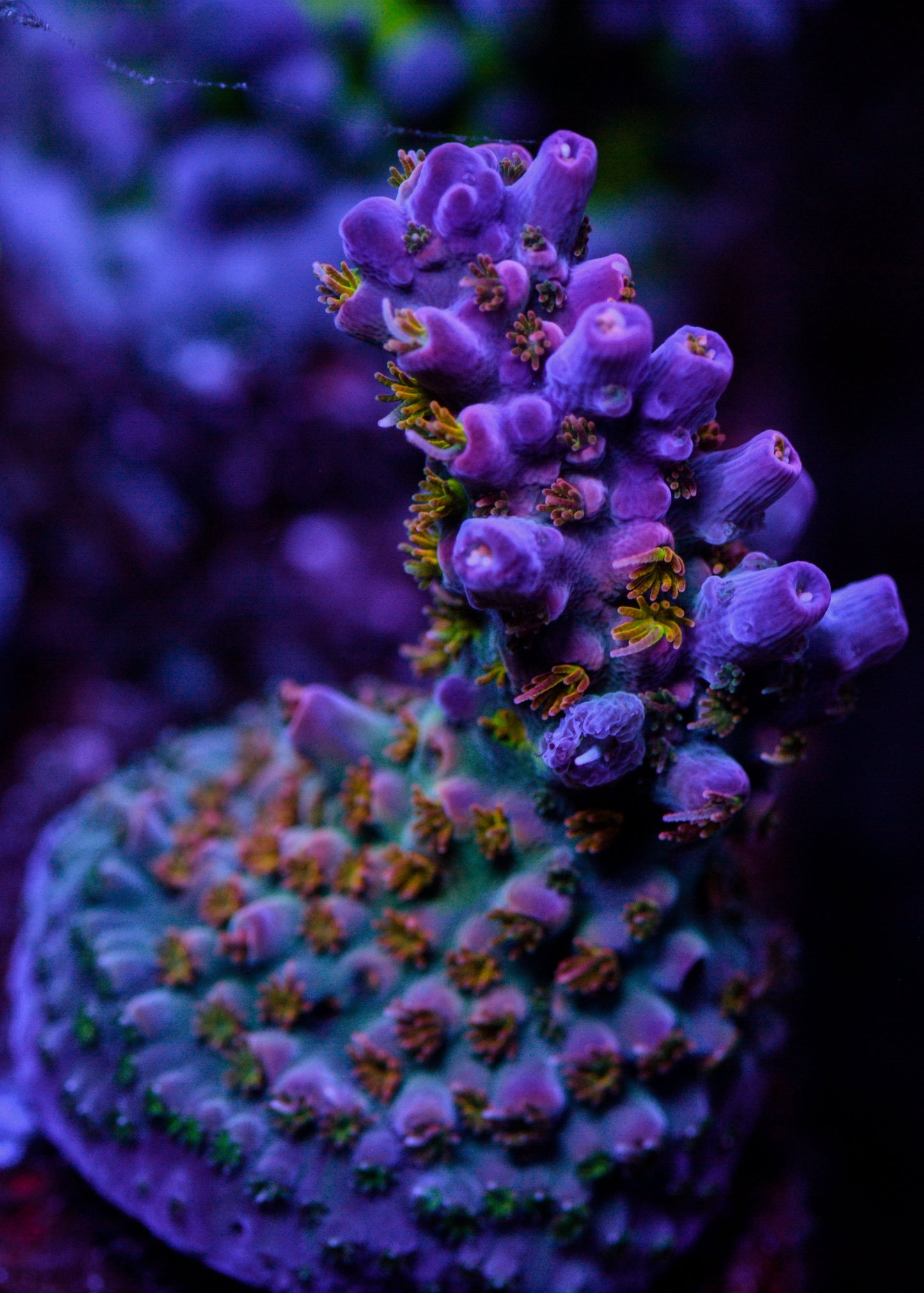 Close-up of vibrant purple and green coral in an aquarium setting