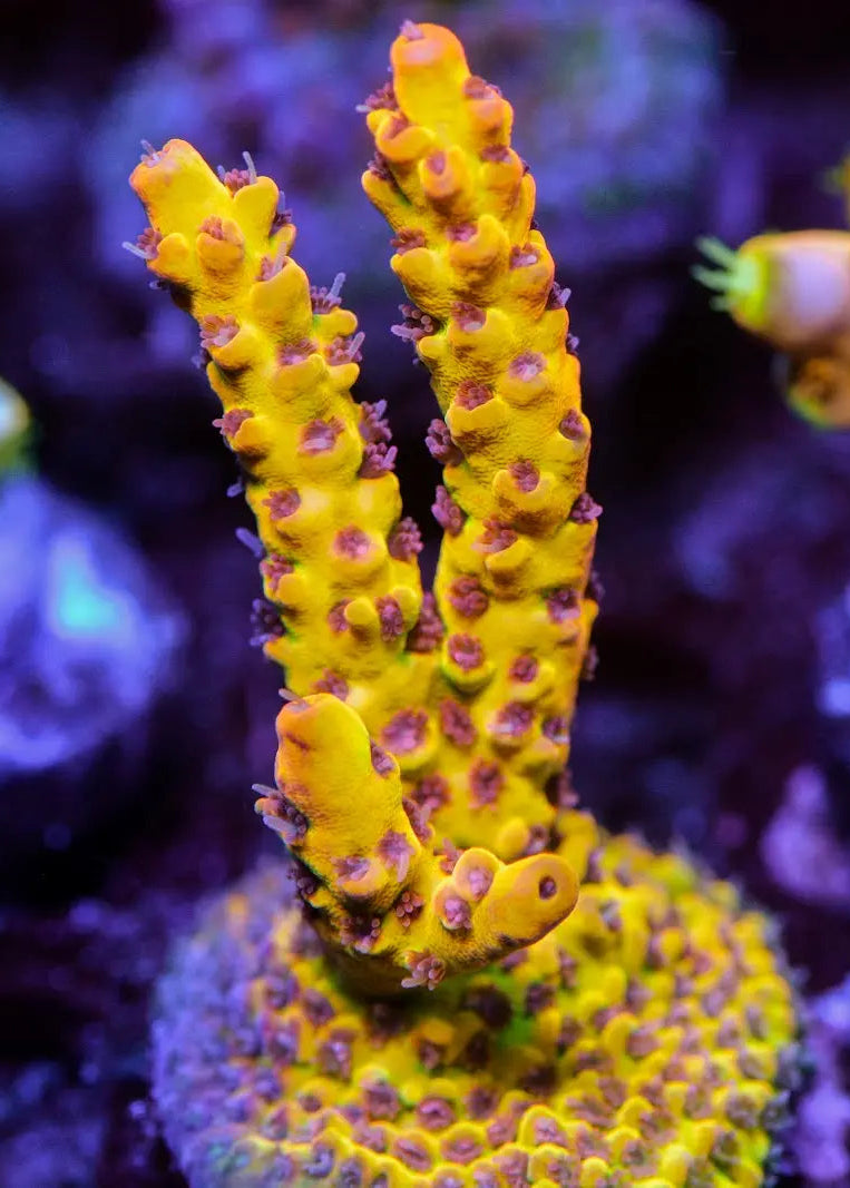 Close-up of vibrant purple and green coral in an aquarium setting