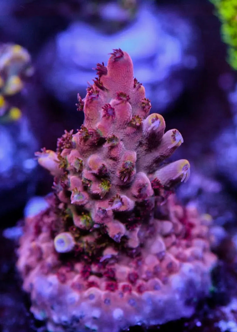 Close-up of vibrant purple and green coral in an aquarium setting