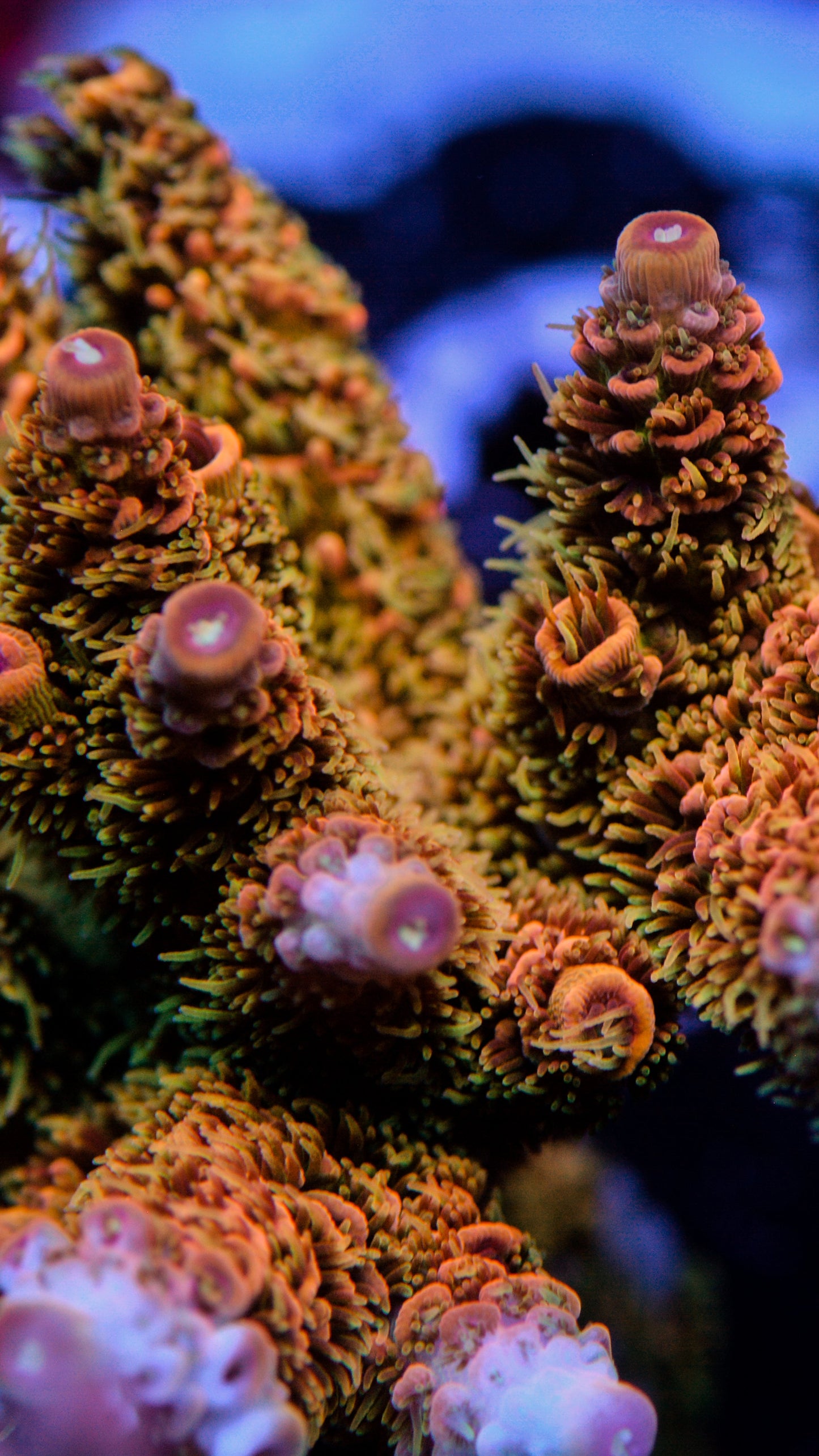 Vivids orange Julius milli