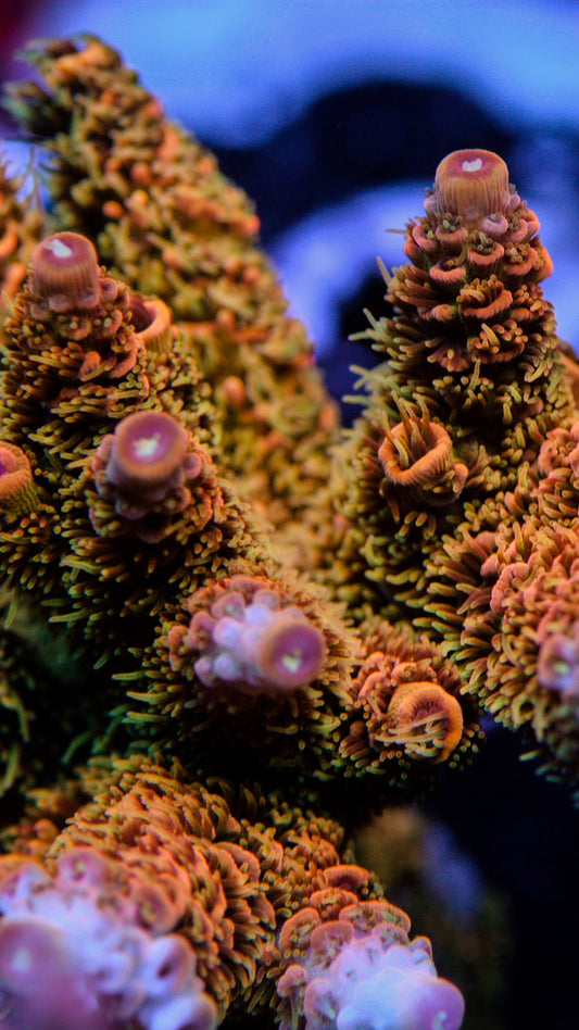 Vivids orange Julius milli
