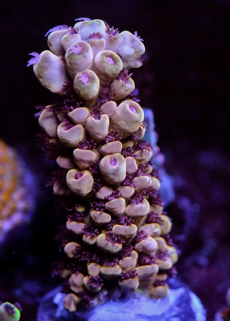 Close-up of vibrant purple and green coral in an aquarium setting