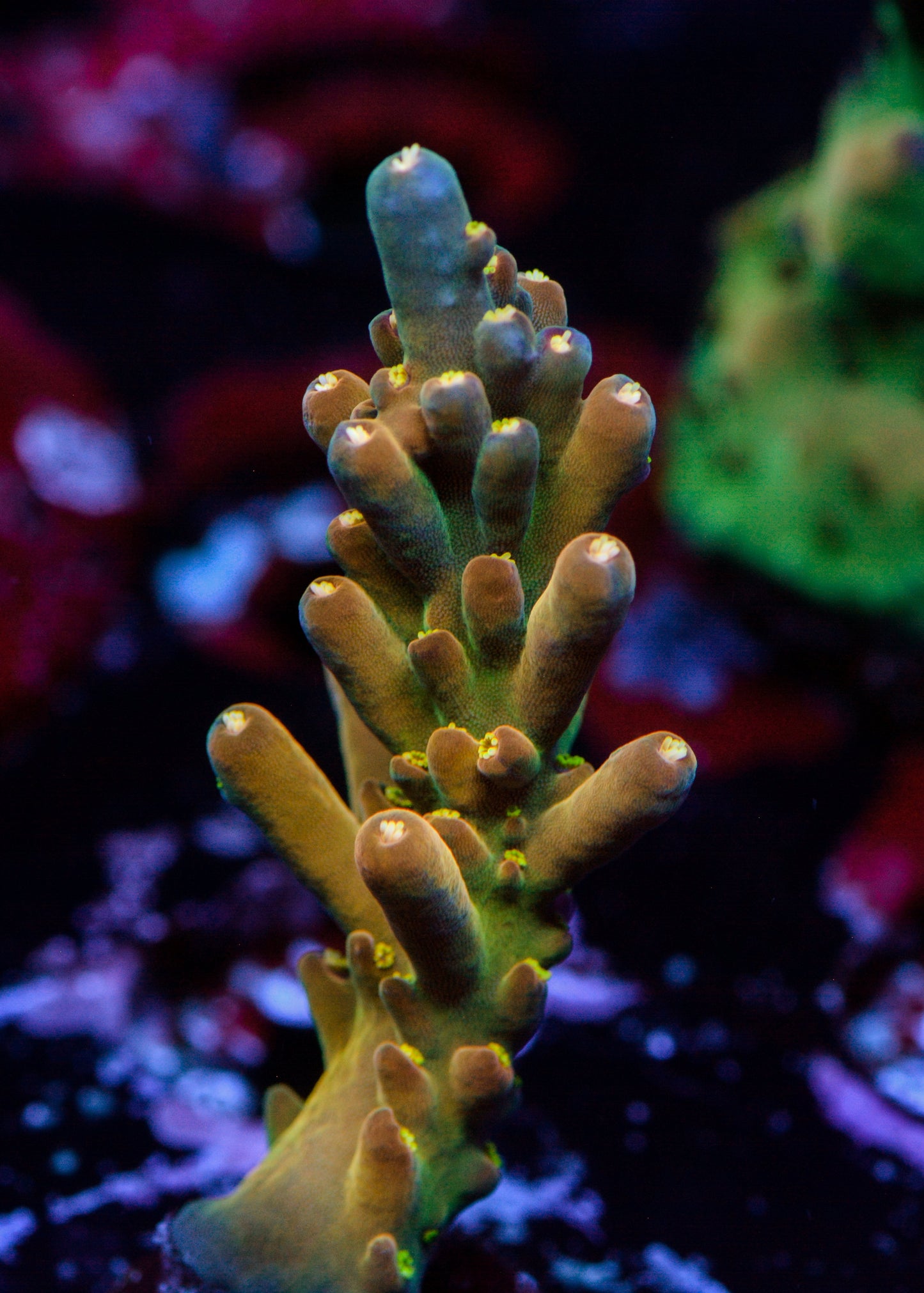 Close-up of vibrant purple and green coral in an aquarium setting