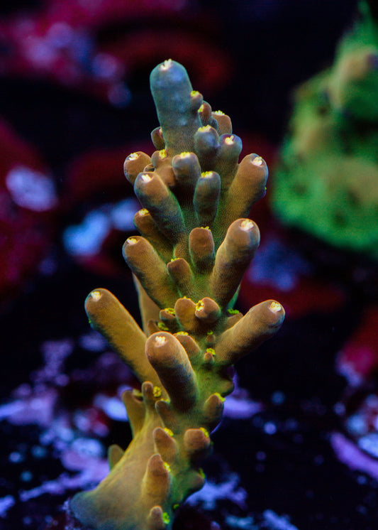 Close-up of vibrant purple and green coral in an aquarium setting