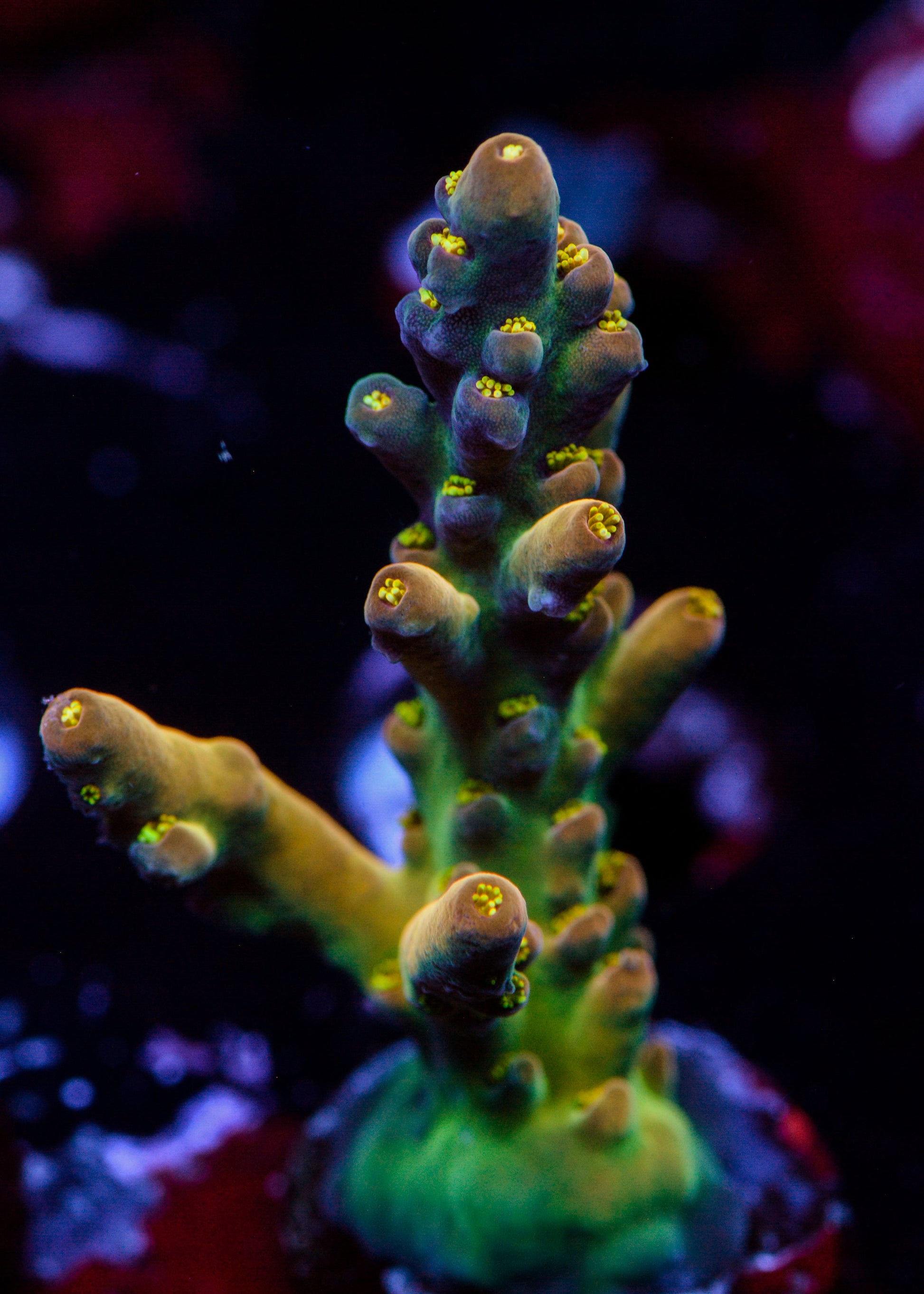 Close-up of vibrant purple and green coral in an aquarium setting