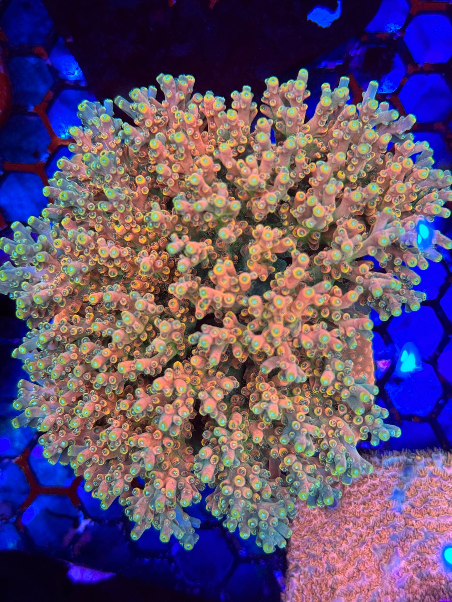 CB Flaming Unicorn Acropora