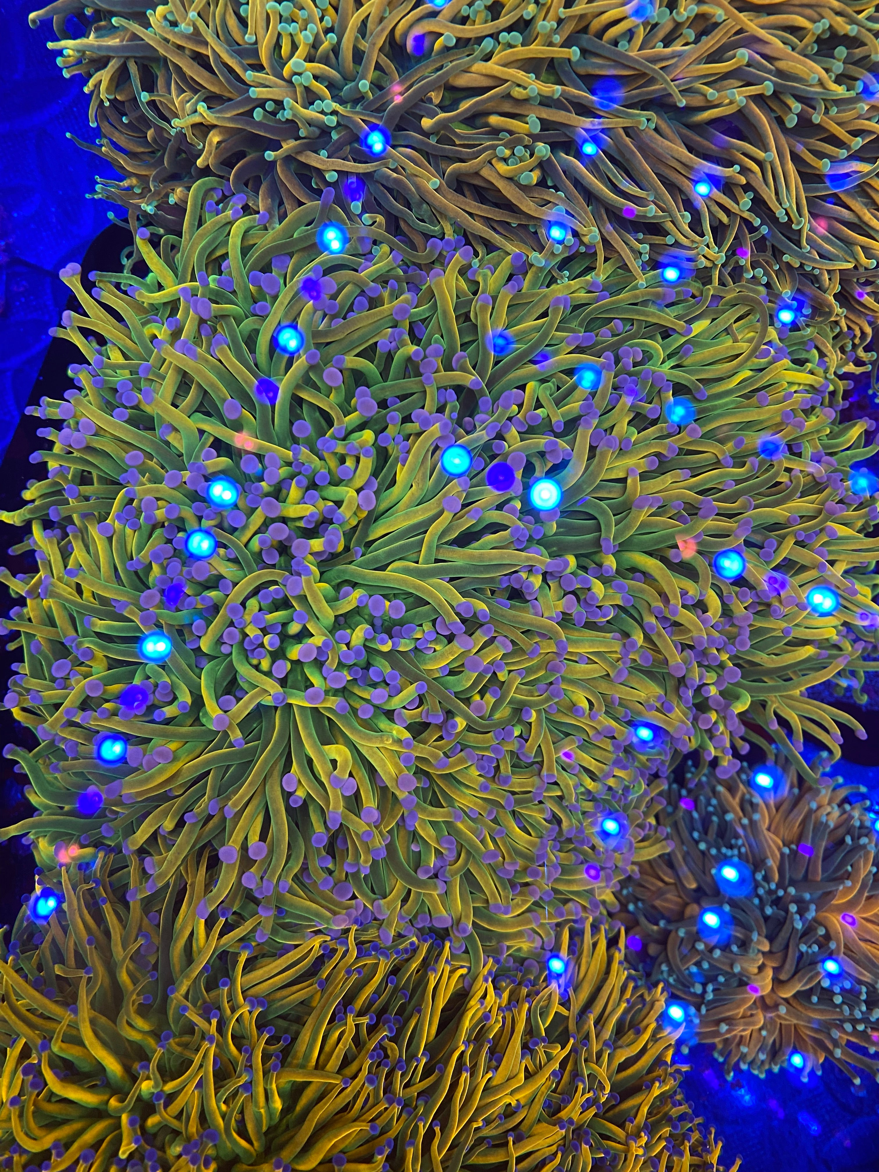 Collectors Corals