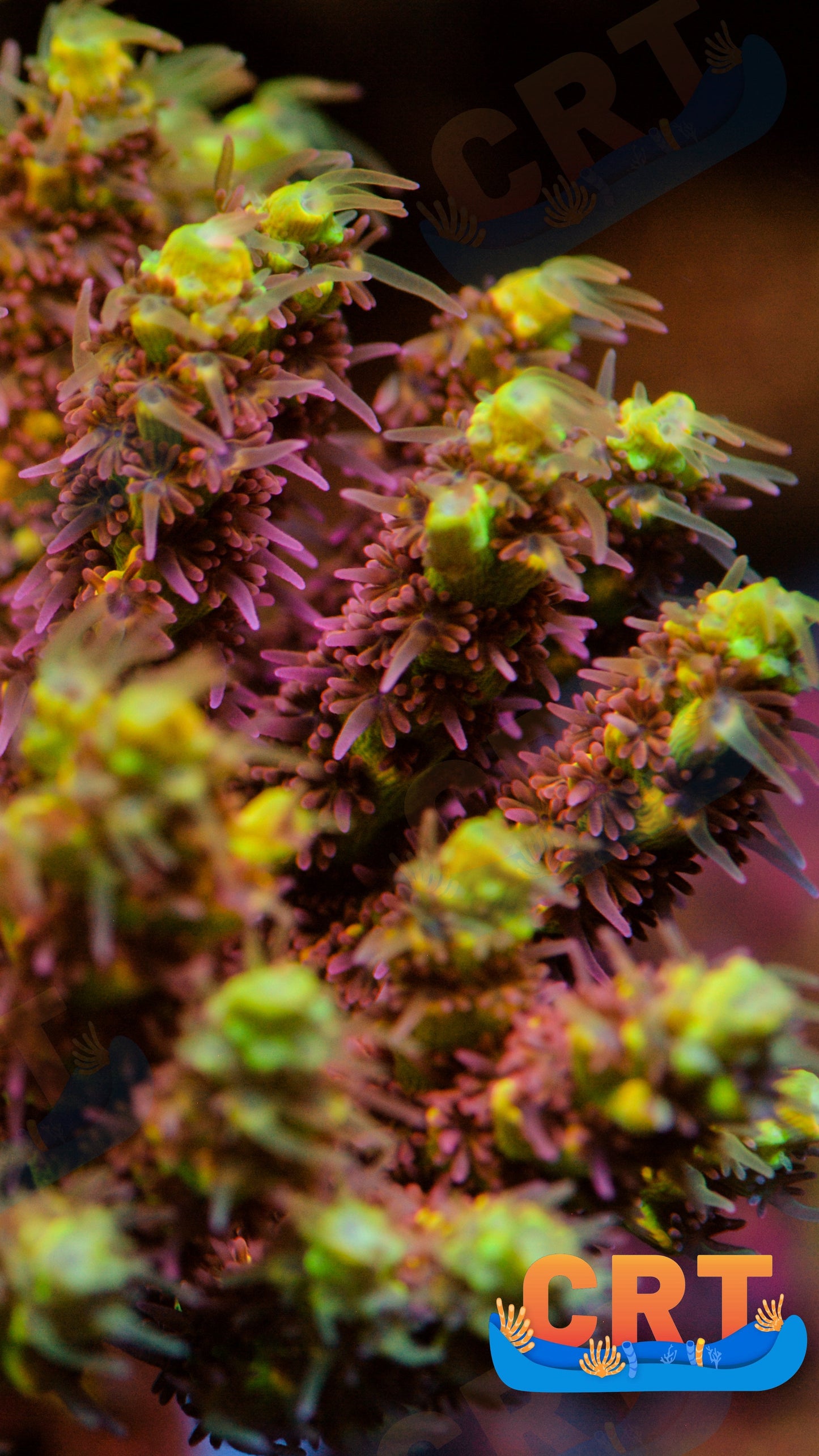 Tyree Pink Lemonade Acropora