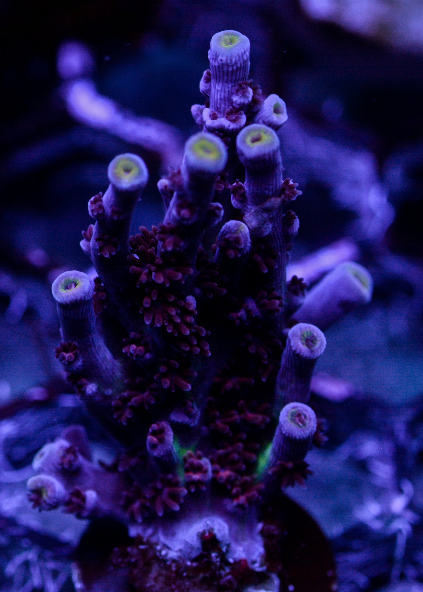 Close-up of vibrant purple and green coral in an aquarium setting