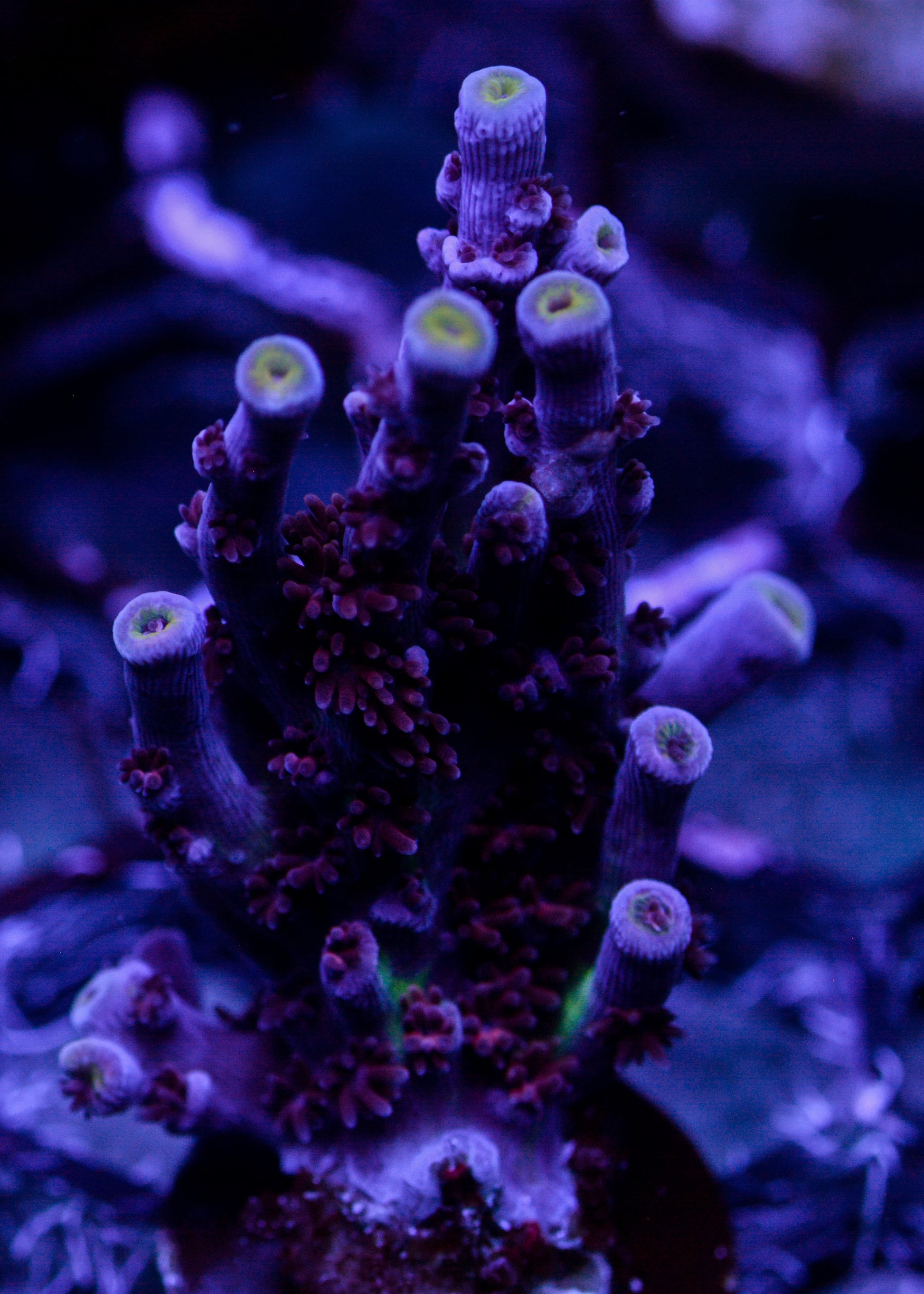 Close-up of vibrant purple and green coral in an aquarium setting