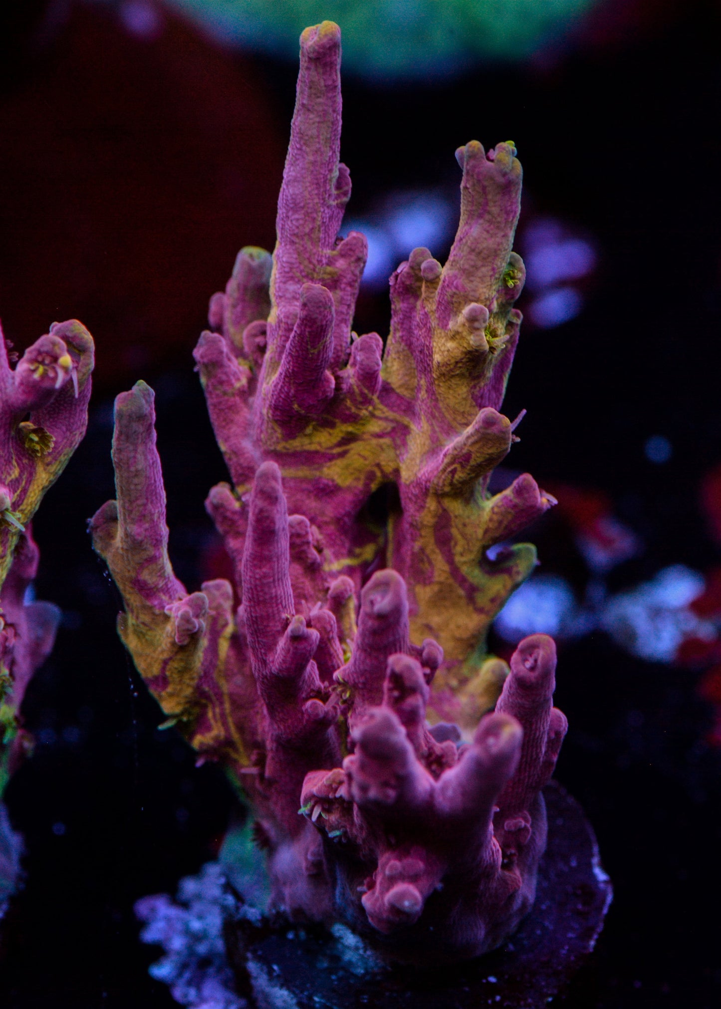 Close-up of vibrant purple and green coral in an aquarium setting