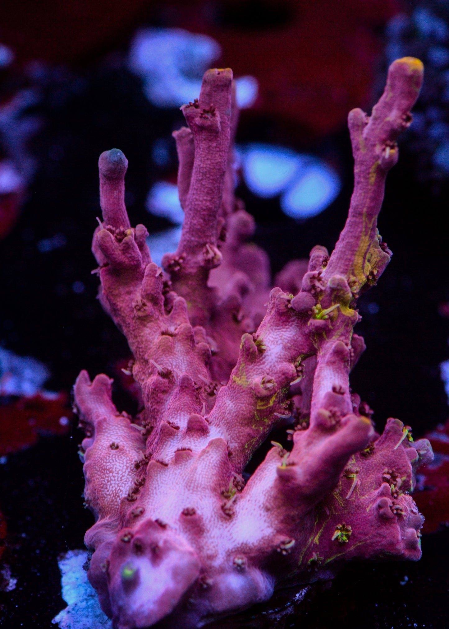 TCK Kaleidoscope 2 XXL Graft