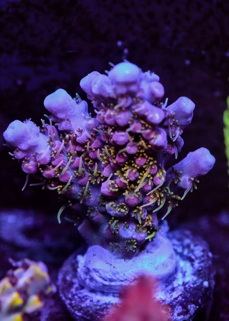 Close-up of vibrant purple and green coral in an aquarium setting