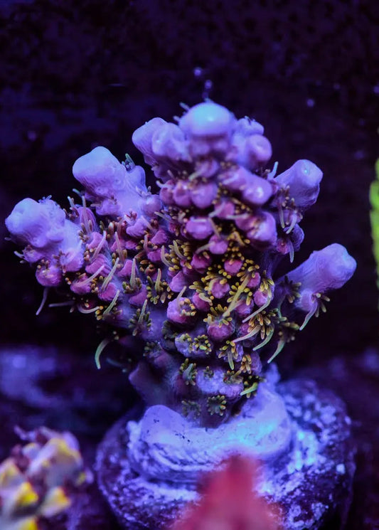 Close-up of vibrant purple and green coral in an aquarium setting