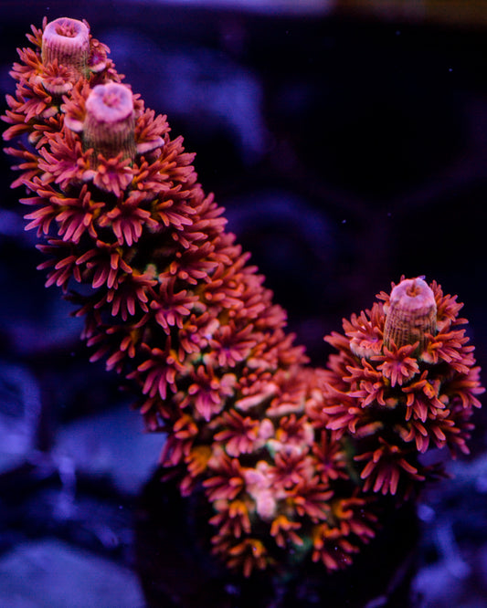 Close-up of vibrant purple and green coral in an aquarium setting