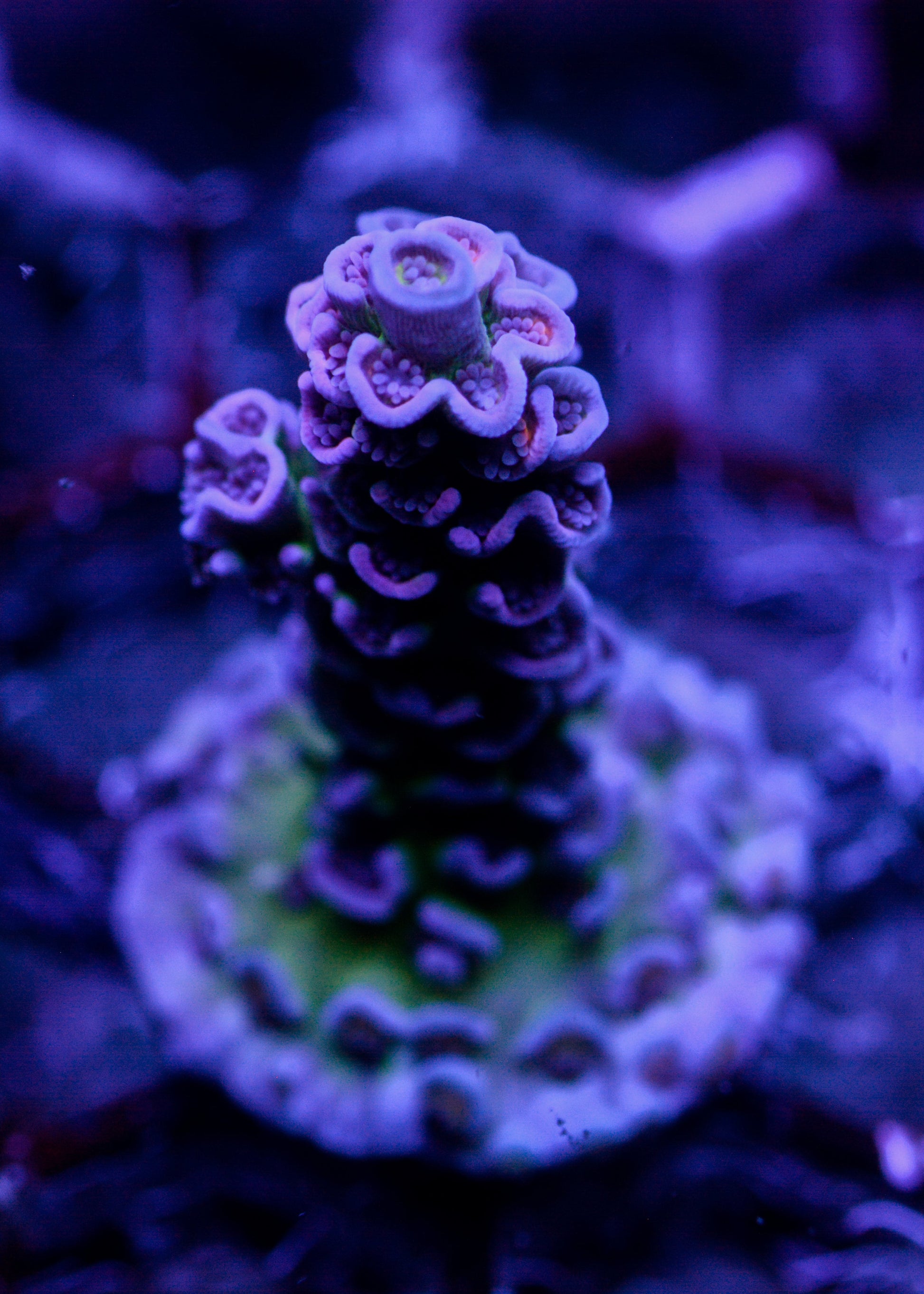 Close-up of vibrant purple and green coral in an aquarium setting