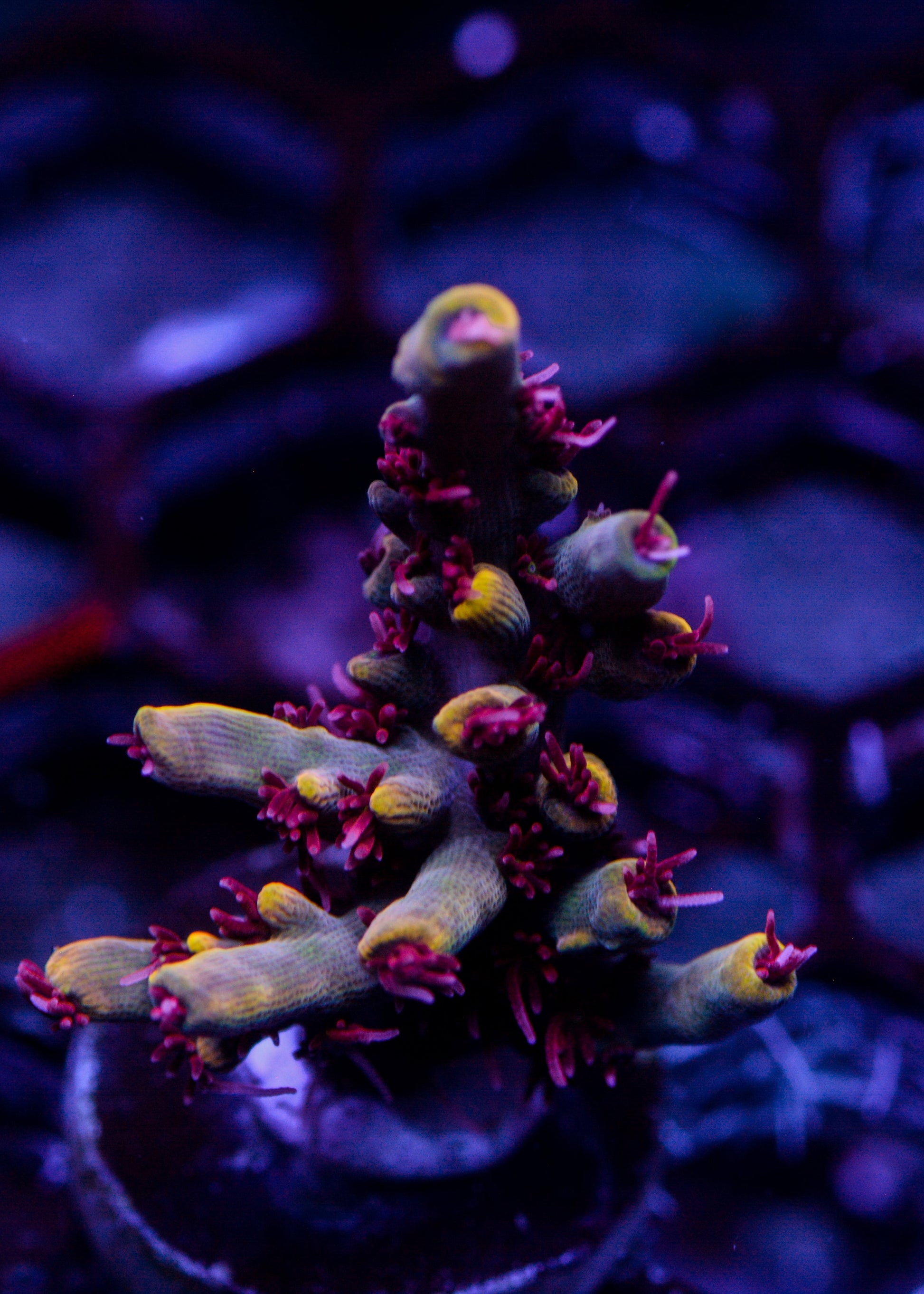 Close-up of vibrant purple and green coral in an aquarium setting