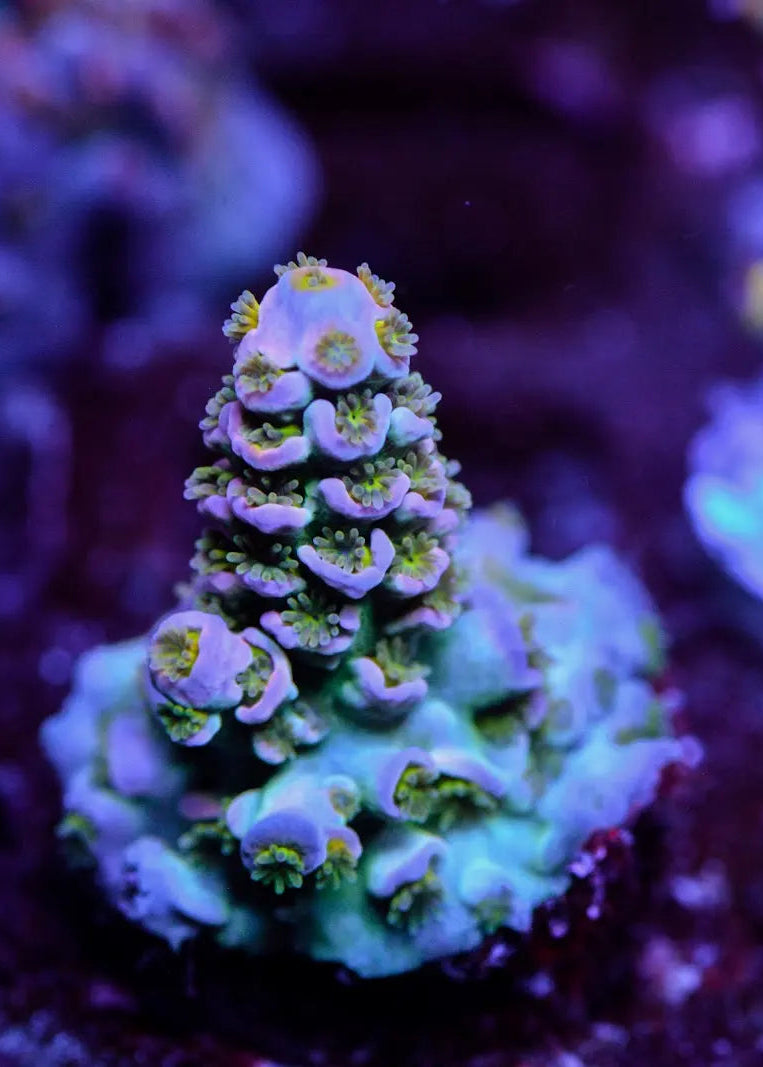 Close-up of vibrant purple and green coral in an aquarium setting