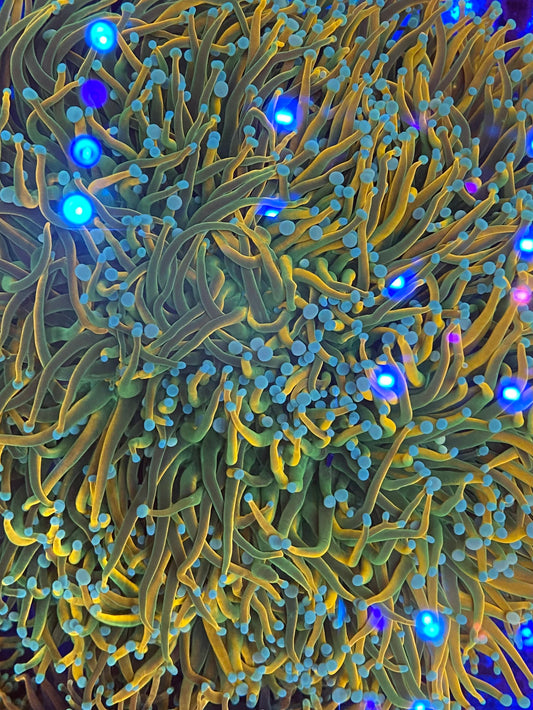 2GC Medusa Holy Grail Torch