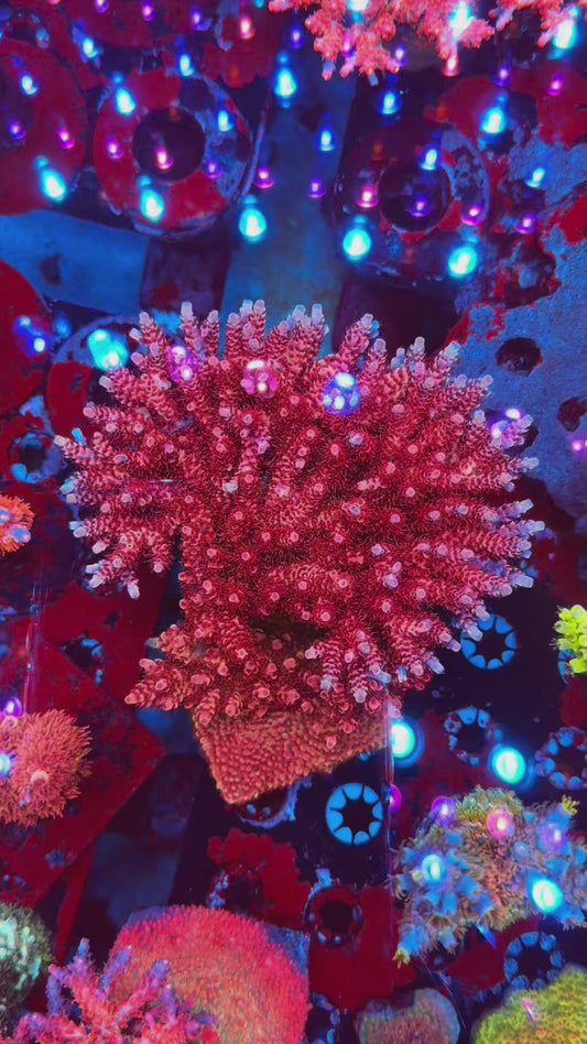 CB Maleficent Acropora