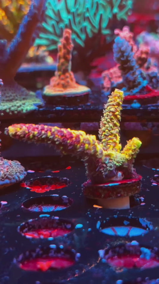 RRC Rainbow splice double color 1.5 inch plus multi branch