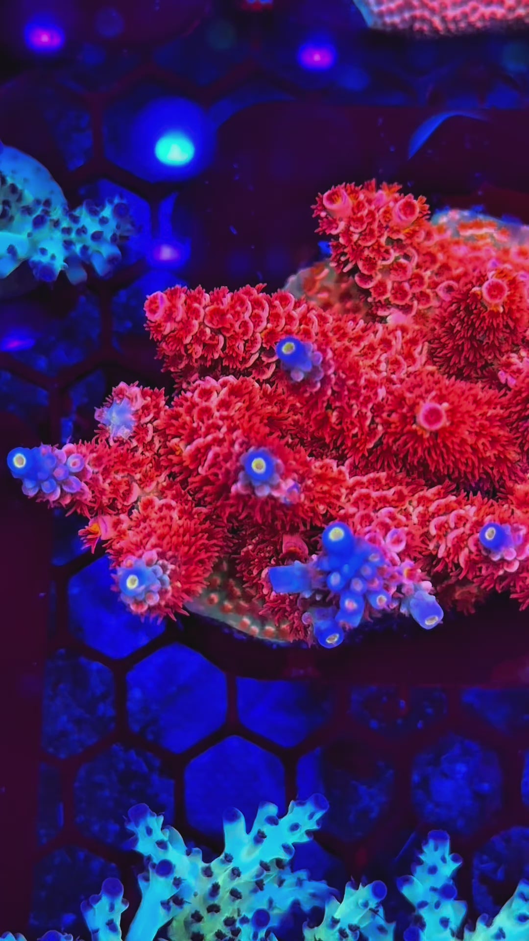 RMF lucky Charms – Collectors Corals