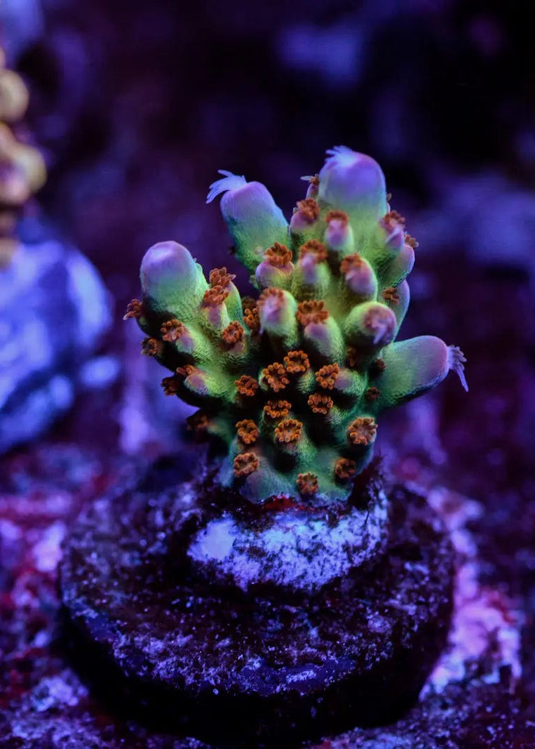 Close-up of vibrant purple and green coral in an aquarium setting
