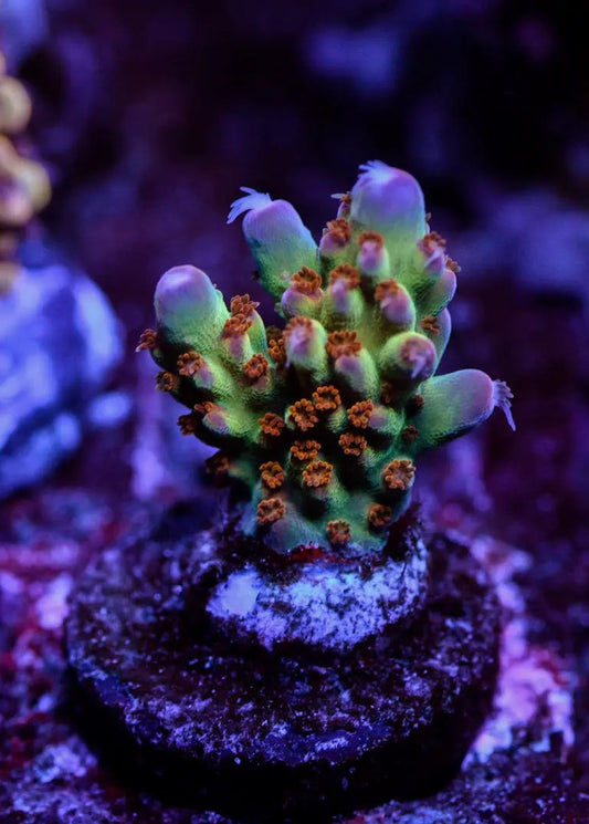 Close-up of vibrant purple and green coral in an aquarium setting
