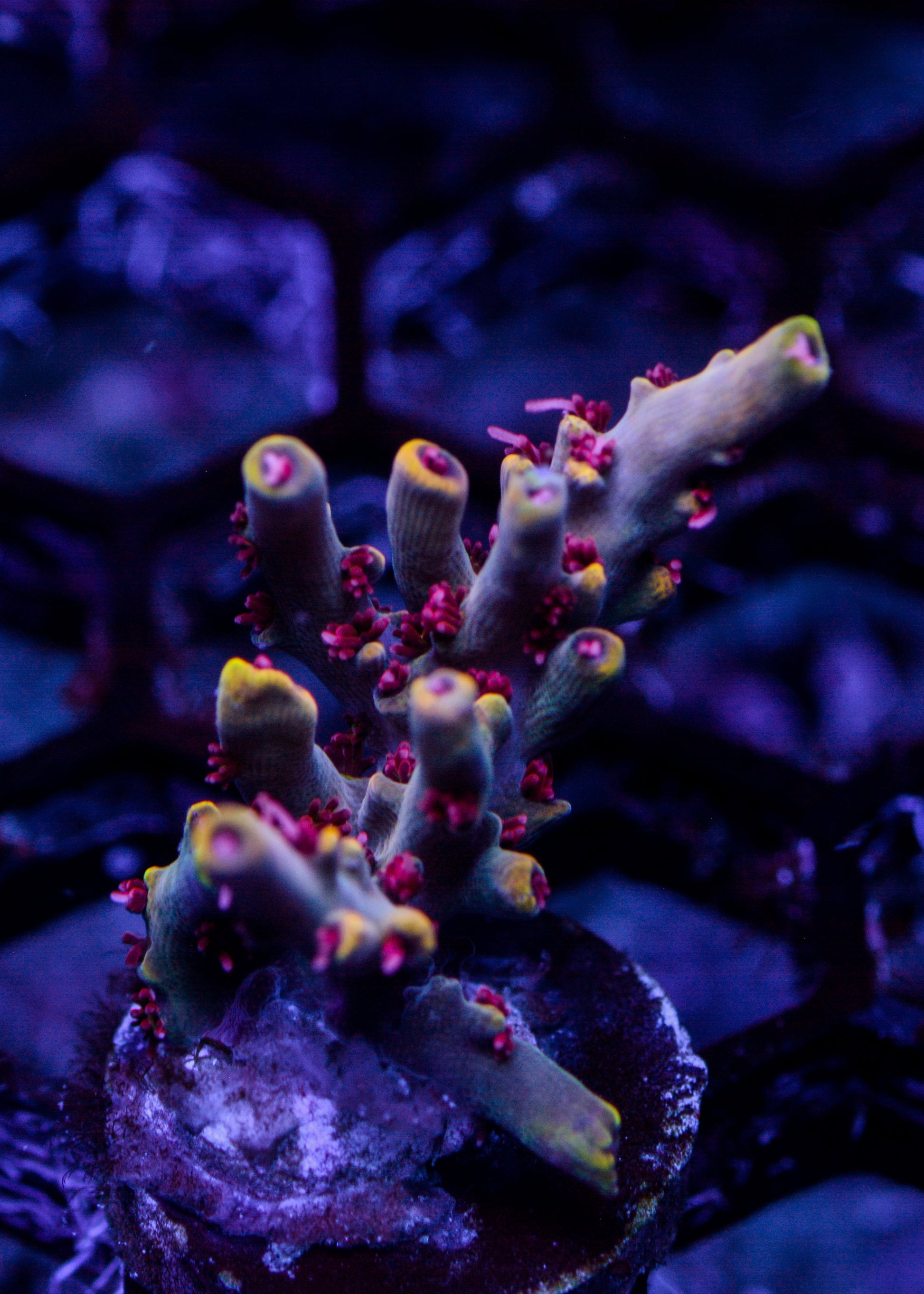 Close-up of vibrant purple and green coral in an aquarium setting