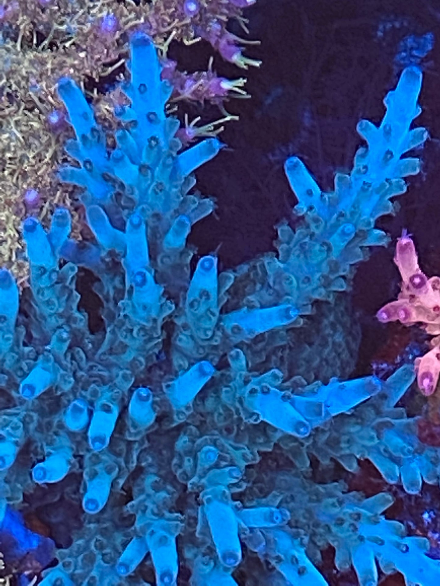 BC Blue polyp granulosa